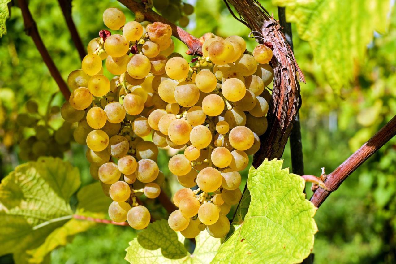 Appartamento Fewo Zur Goldenen Traube Rüdesheim am Rhein Esterno foto